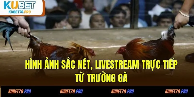 Hình ảnh sắc nét, livestream trực tiếp từ trường gà