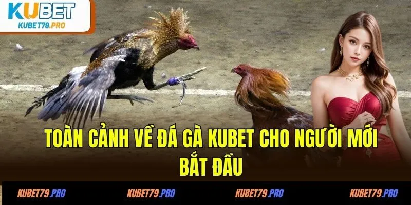 Toàn cảnh về đá gà KUBET cho người mới bắt đầu